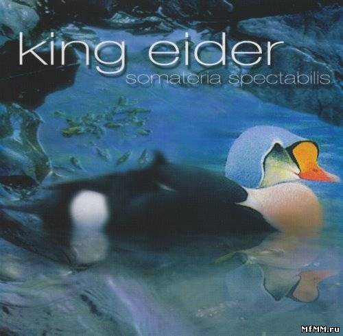 King Eider - Somateria Spectabilis (2005)